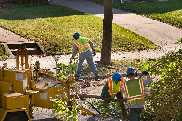 Tree Health Inspection in Spencerport, NY